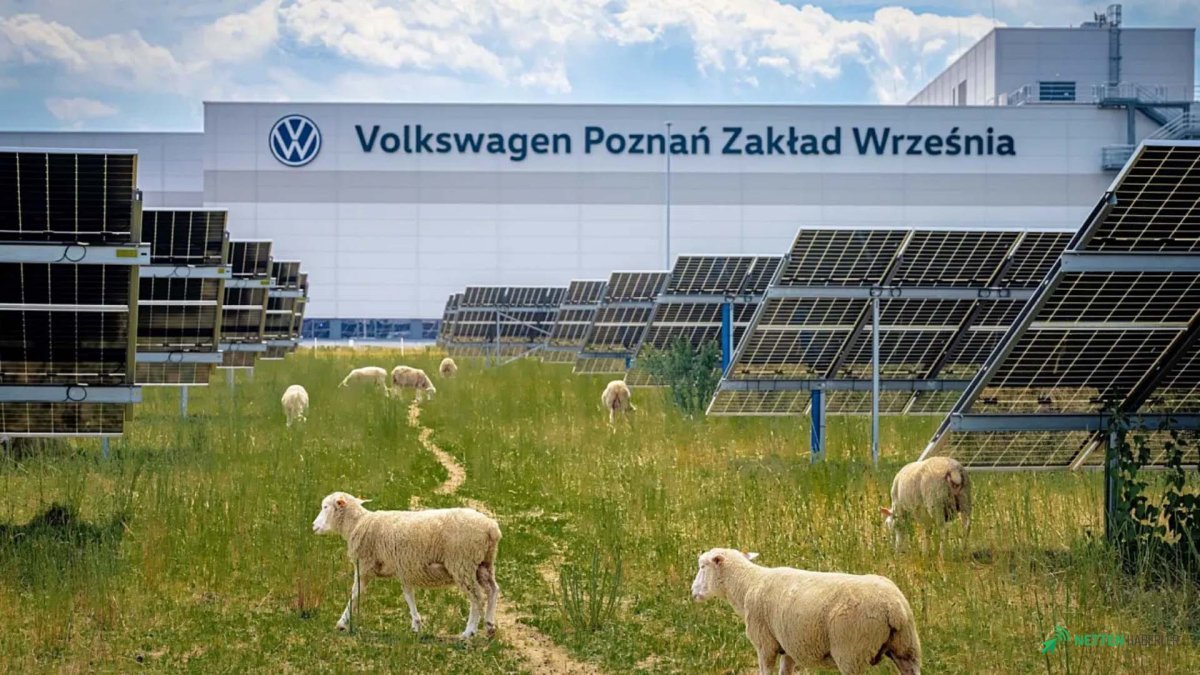 Volkswagen'den Şaşırtan Çözüm: Güneş Panellerinin Altını 100 Koyun Temizleyecek!
