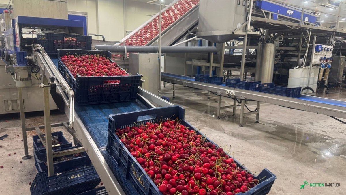 Türkiye'nin Altın Meyvesi Vites Büyüttü! İhracatta Rekor Beklenirken Yeni Pazar Kapıları Aralanıyor