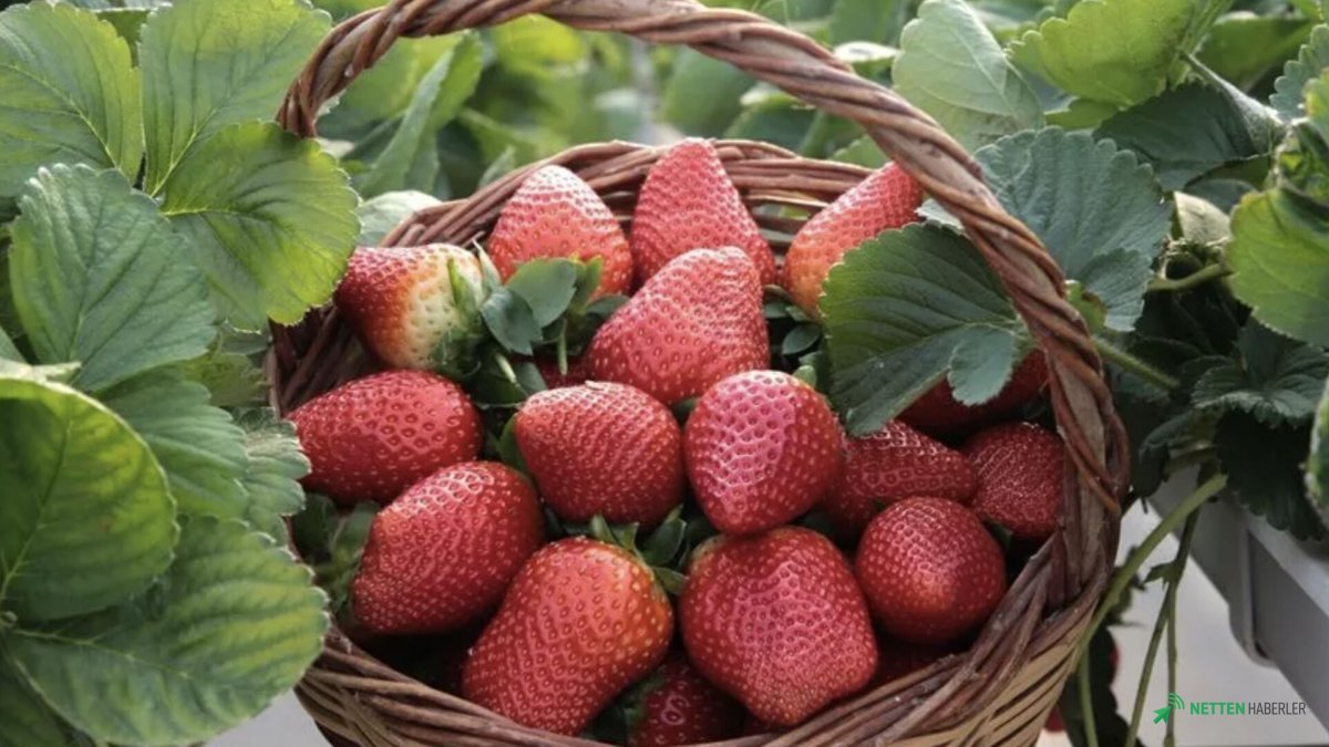 Elma Market Raflarında Uçtu! Üreticiyi Şoke Eden Zam Rakamları Ortaya Çıktı